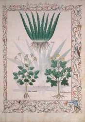 Aloe and Apio, illustration from The Book of Simple Medicines by Matthaeus Platearius